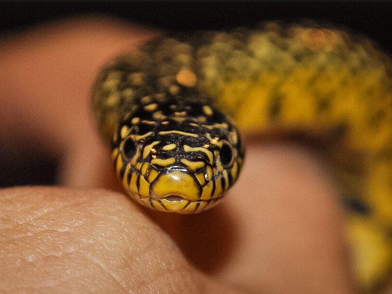 30.3.2011 WATERSNAKE MMP